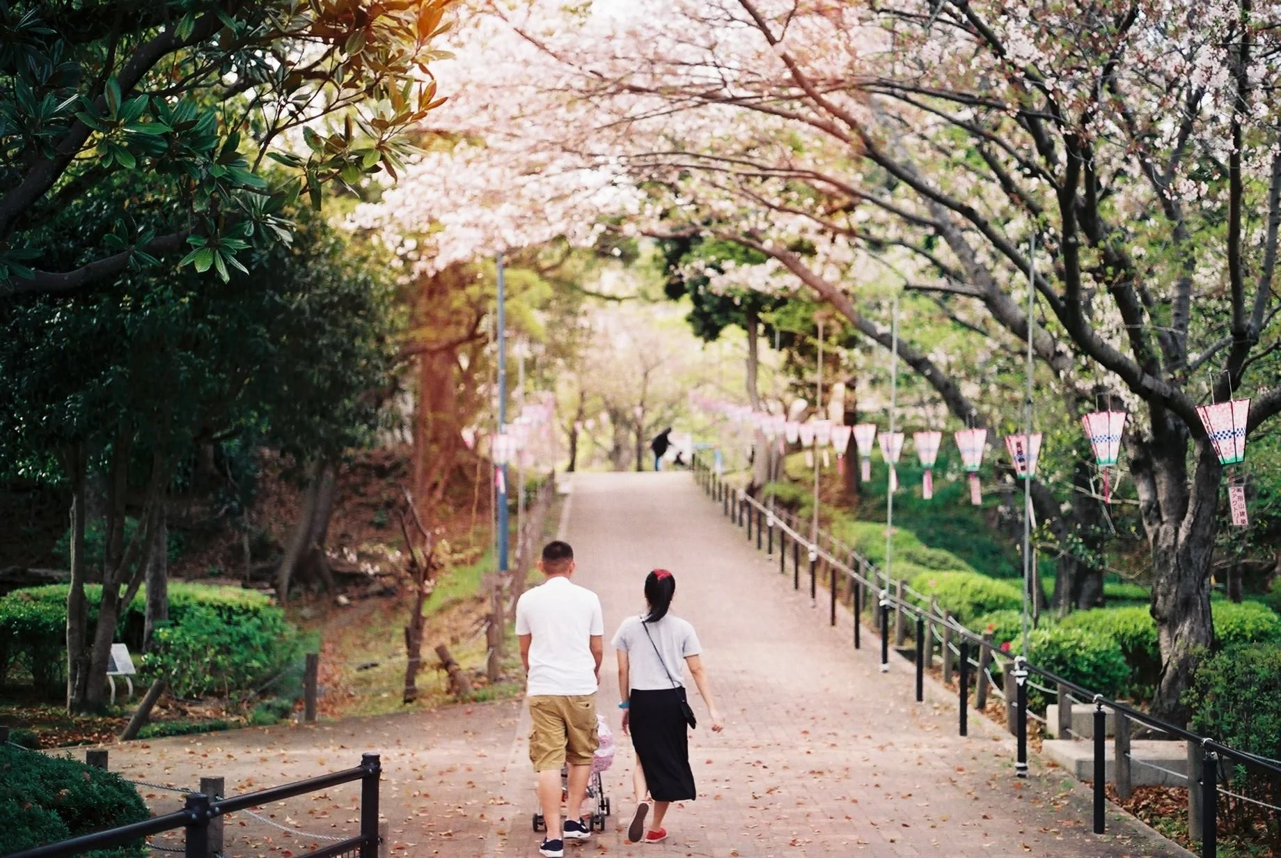 Walking under Cherry Blossoms