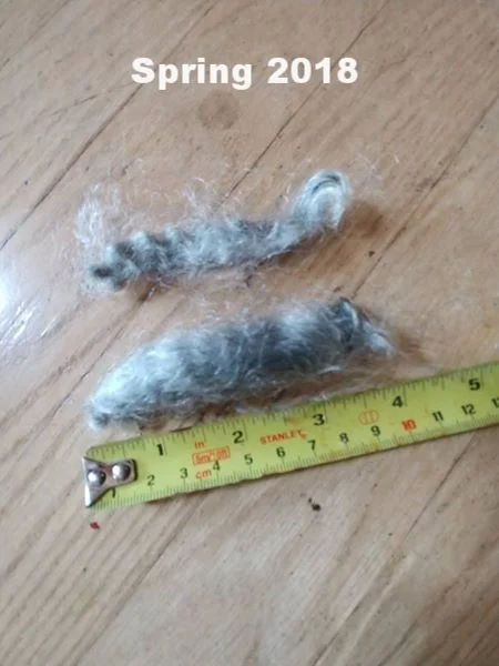 h length.jpg