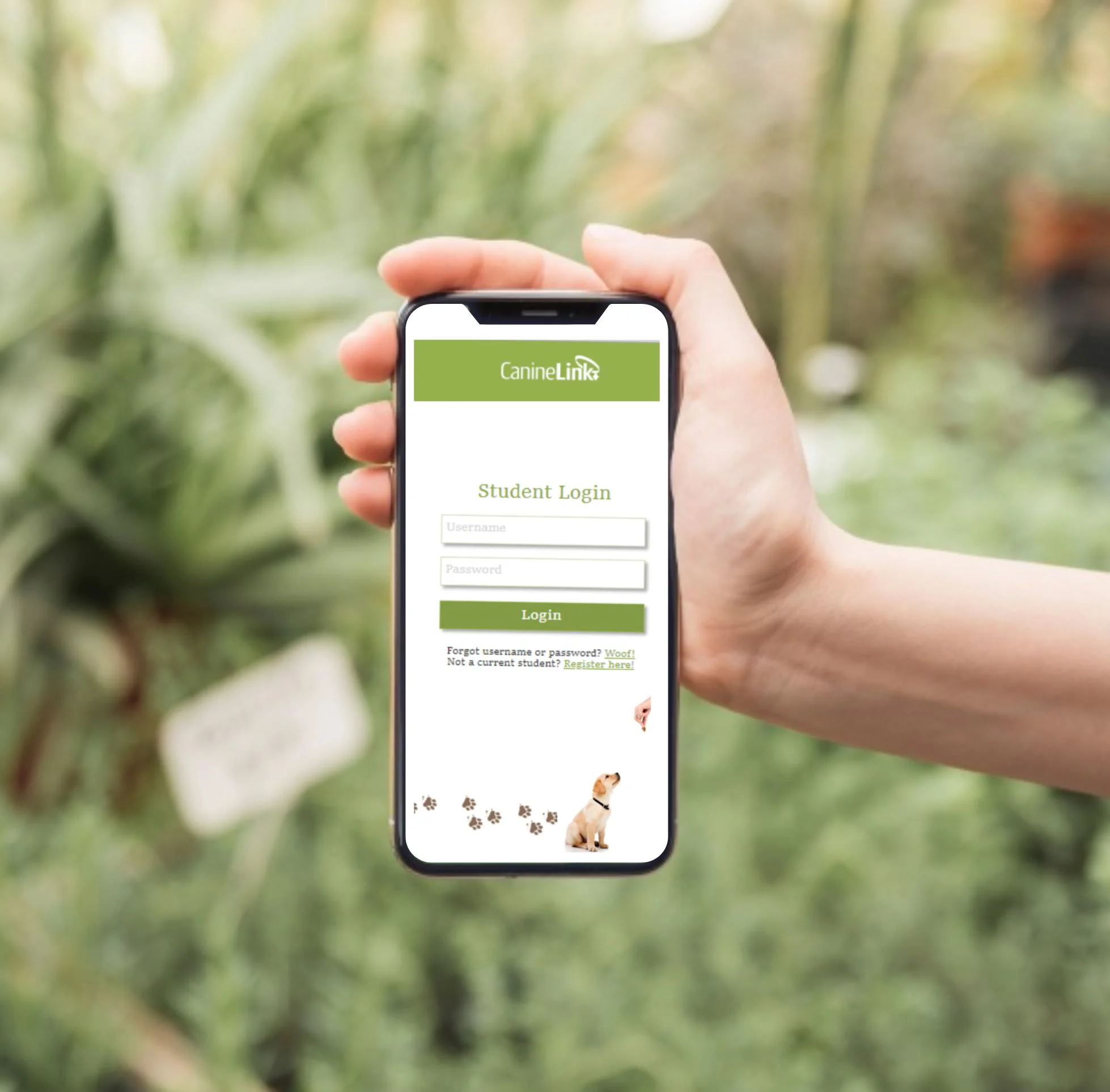 Canine Link - UX Designer | Researcher 