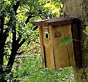 Koolmees op nestkast-1.JPG