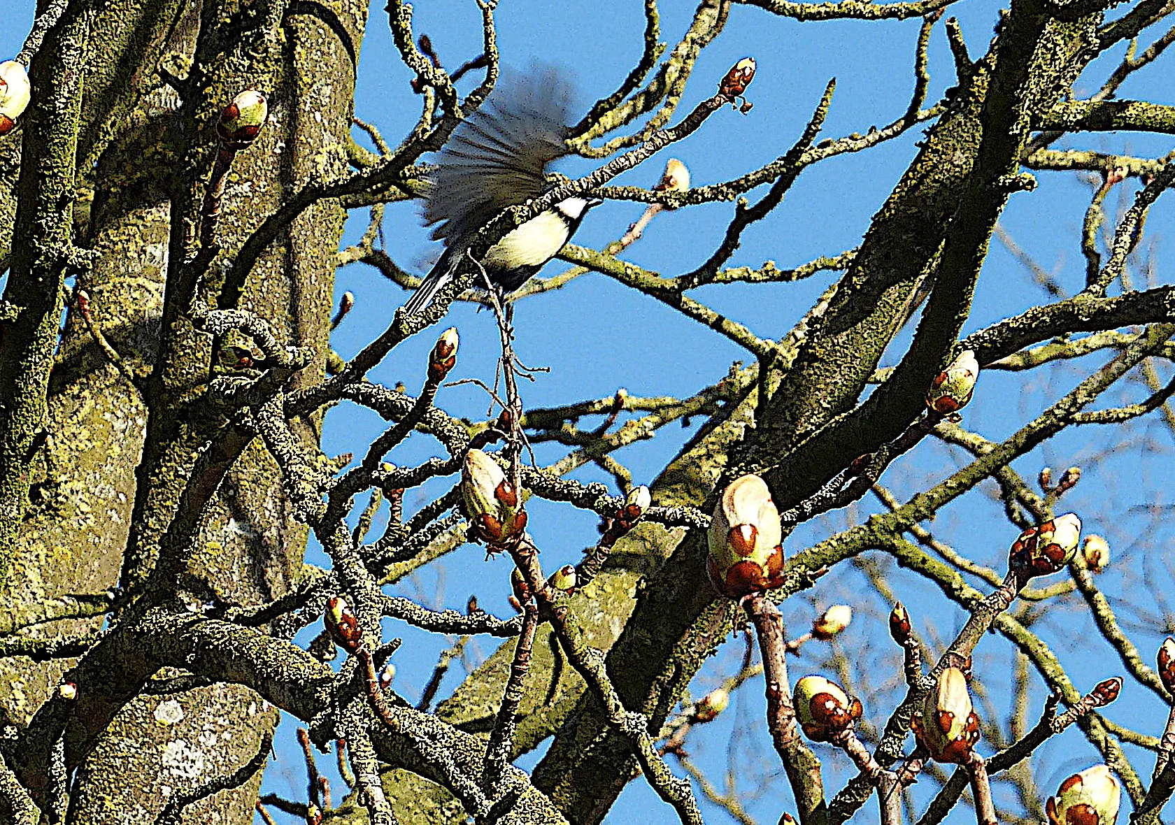 Koolmees in kastanjeboom 1-4-2019 bij de Hartkamp  P8-1.JPG