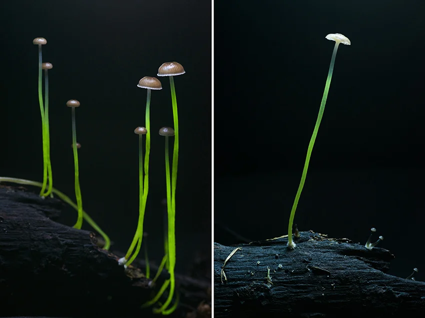 IPBio_muschrooms.jpg