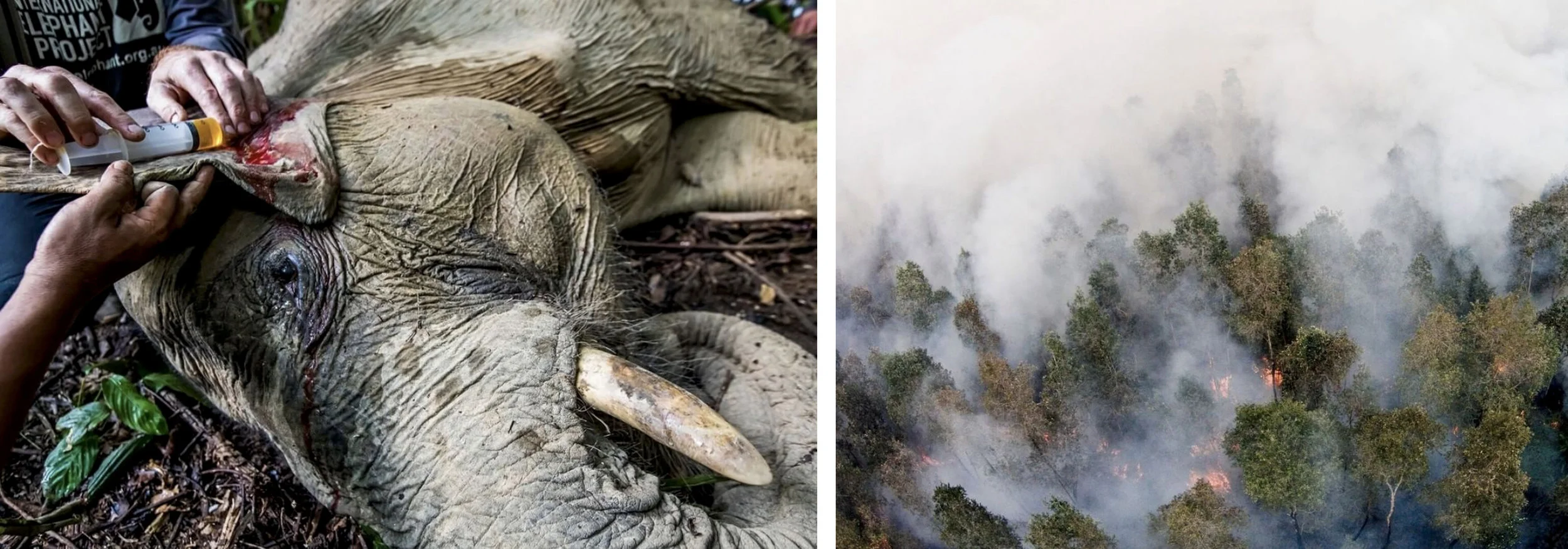 Photo: Paul Hilton. Oil palm plantations forcing wildlife, including Critically Endangered Sumatran elephants, to live in ever-shrinking habitat, fortunately this elephant was saved by Wildlife Asia.