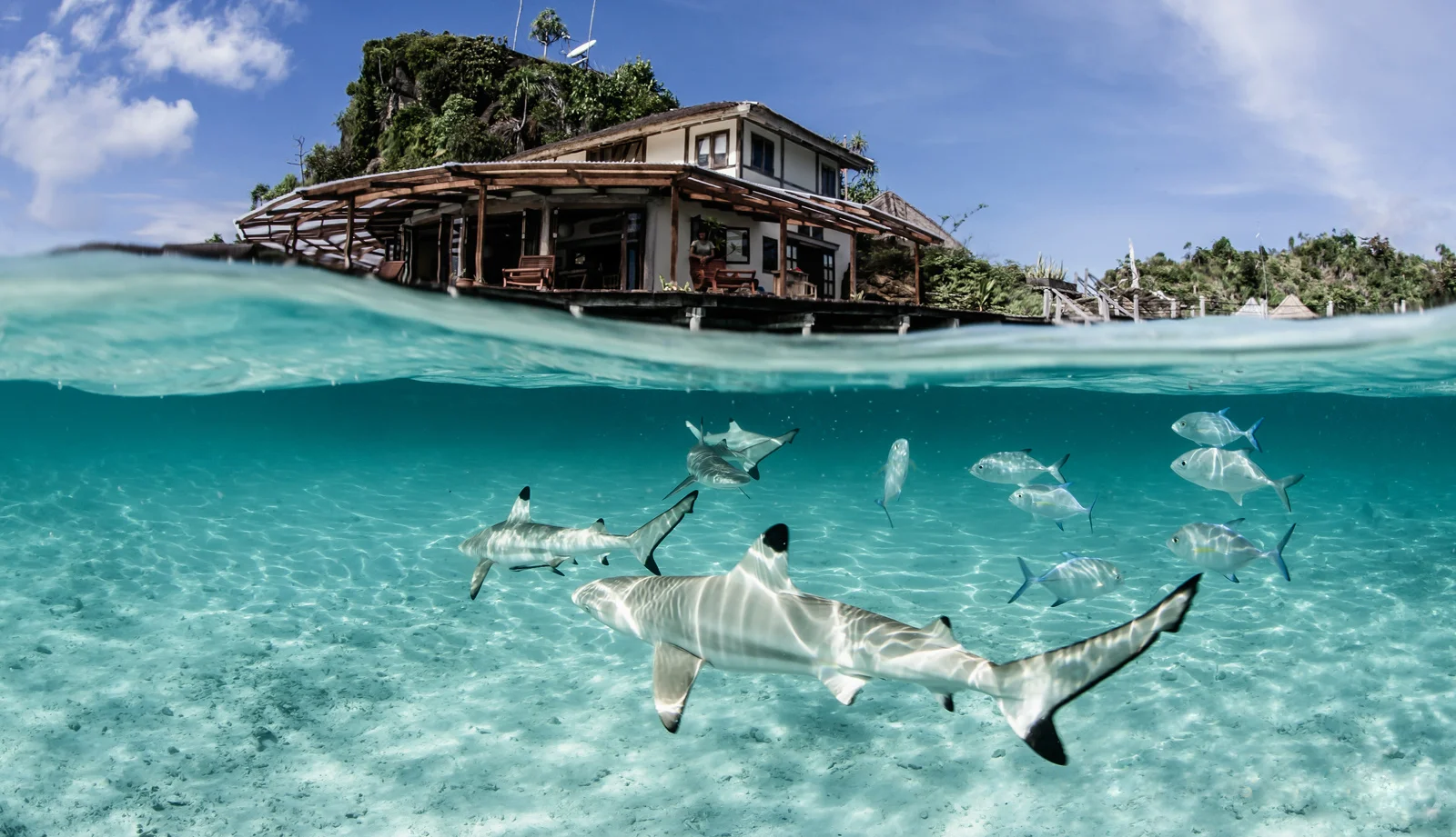 Photo: Misool/ Shawn Heinrichs