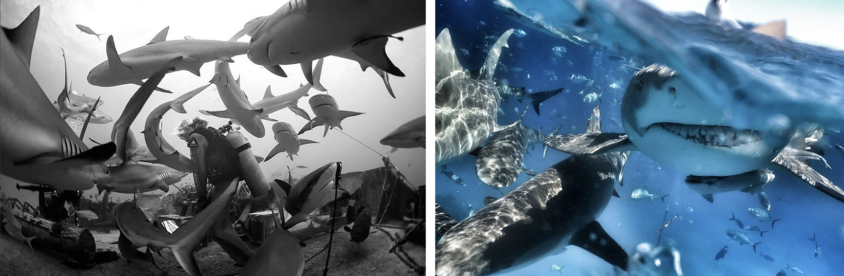 sharklove_lizparkinson.png