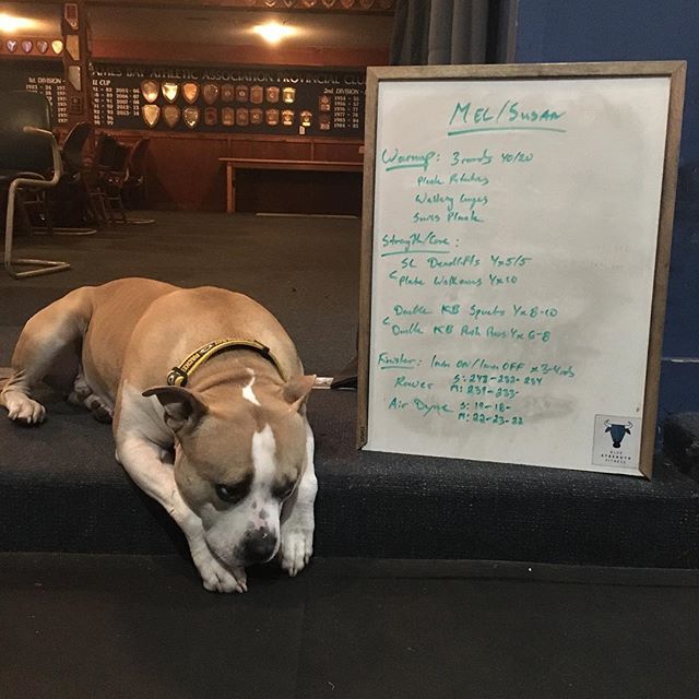 ☝🏻#bluestrengthfitness &rsquo;s NUMBER ONE GYM DOG☝🏻
.
.
.
Needing some midweek #fitspo ? Look no further! Have we mentioned we have a super accessible online programming option? Contact us to get started! #beyondfour #fitbot #yyjfitness #fitspo #f