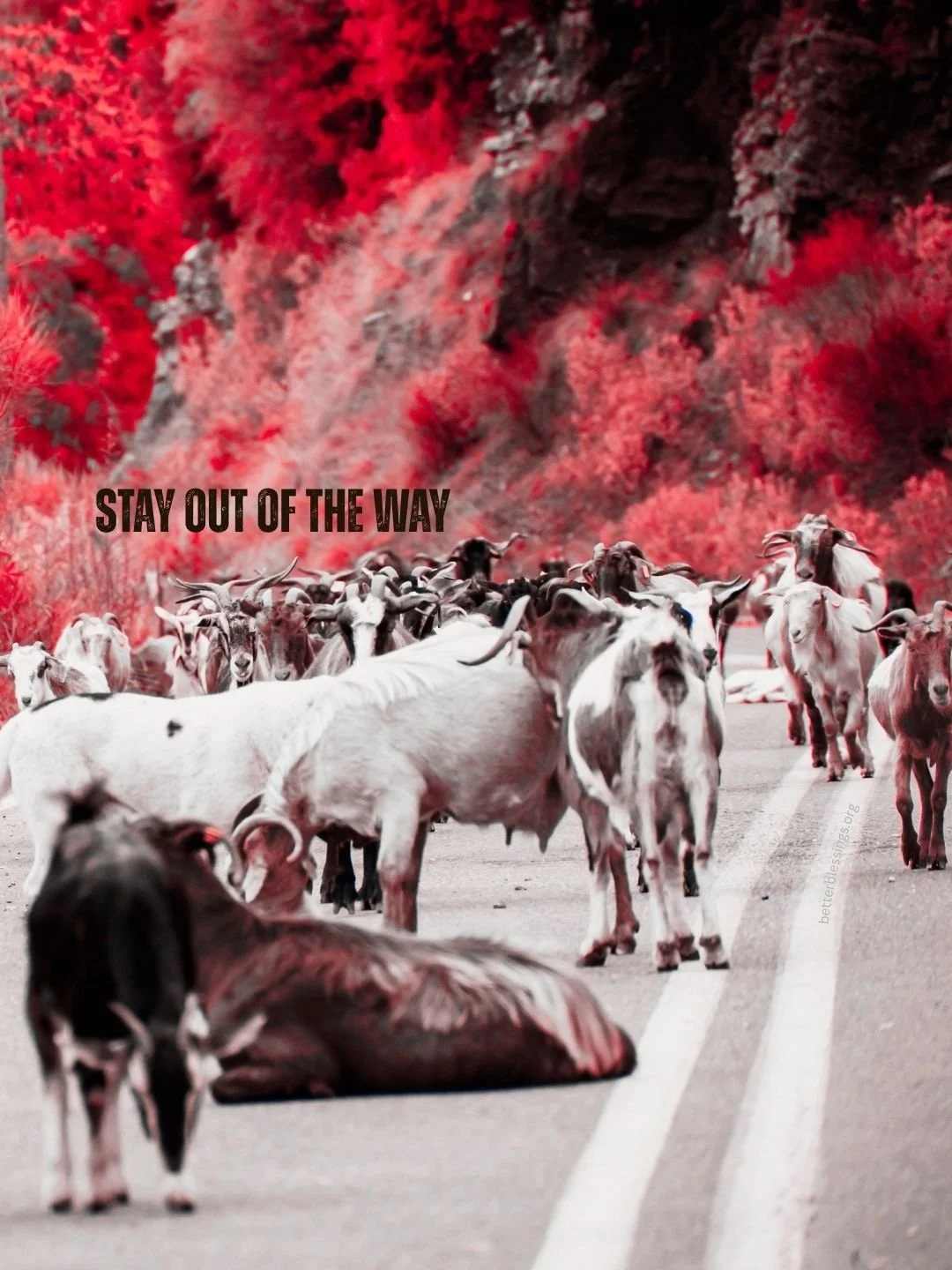 Stay Out of the Way | Everyday Bible Based Inspiration