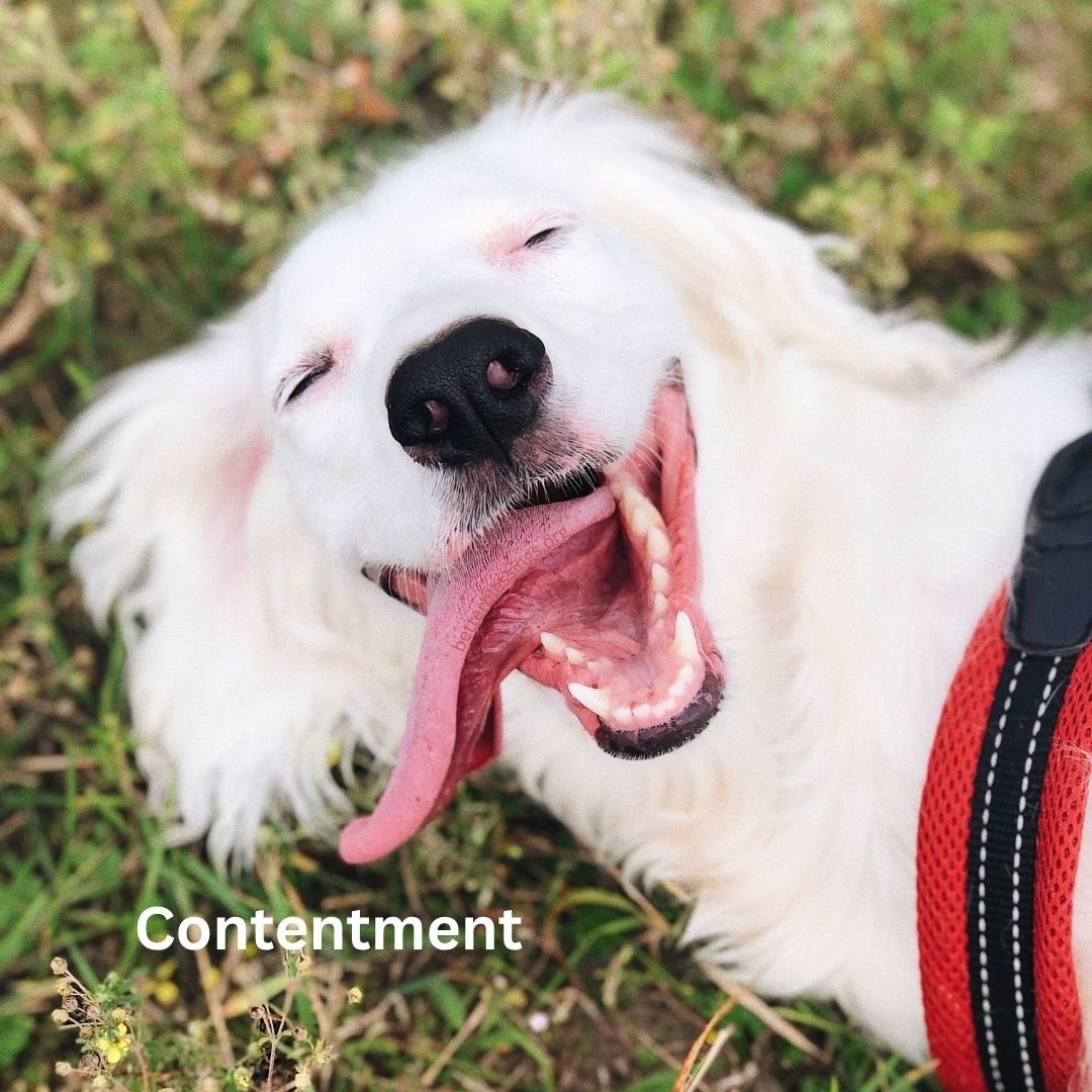 Contentment