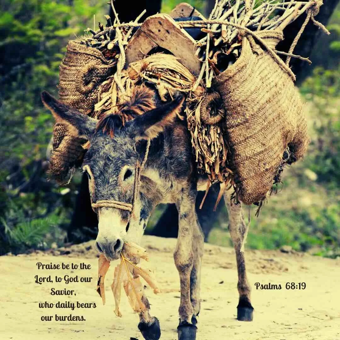 Beast of Burden