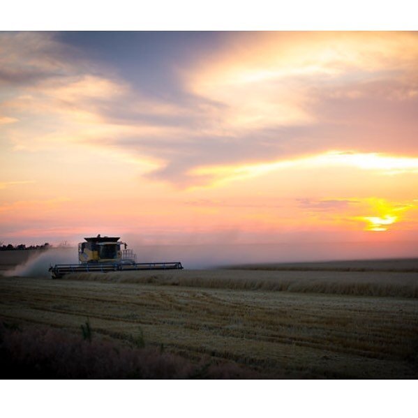 A little @pickardland during harvest, at sunset. Shot by NikkiB