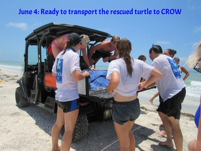 turtle in SCCF jeep 2 .JPG