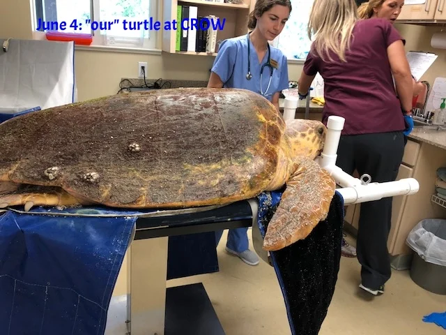 turtle at crow 2.JPEG