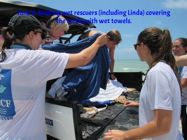 turtle in SCCF jeep 1.JPG