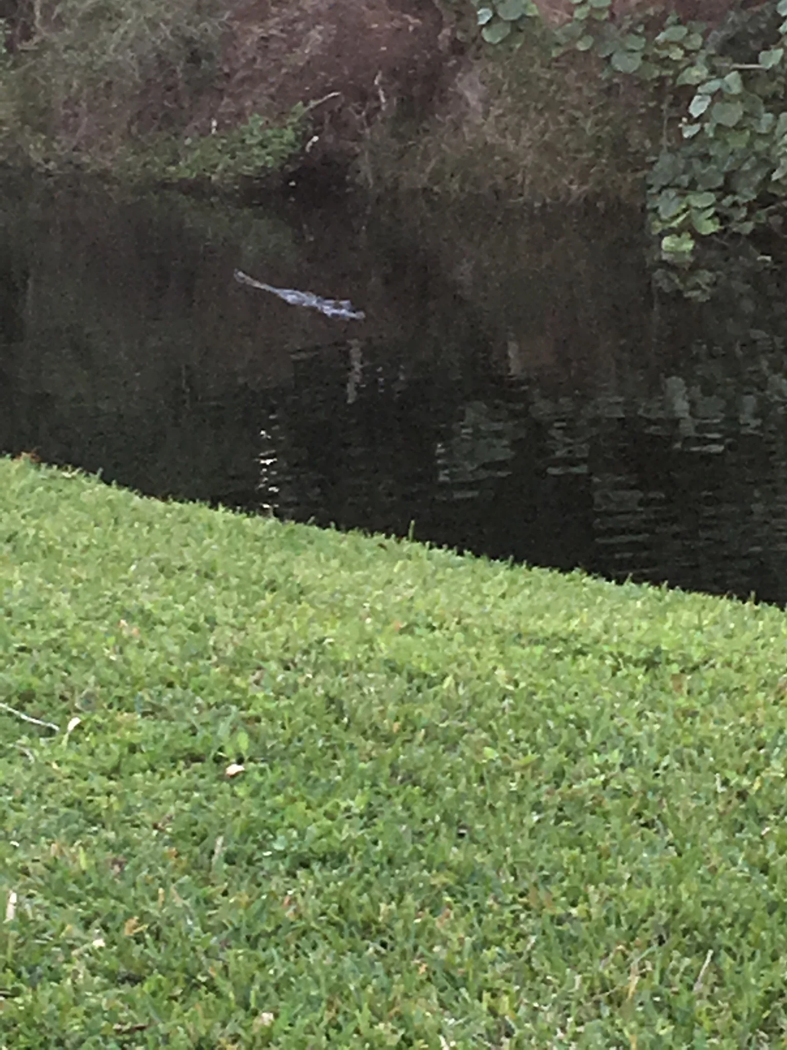 IMG_6104.jpeg