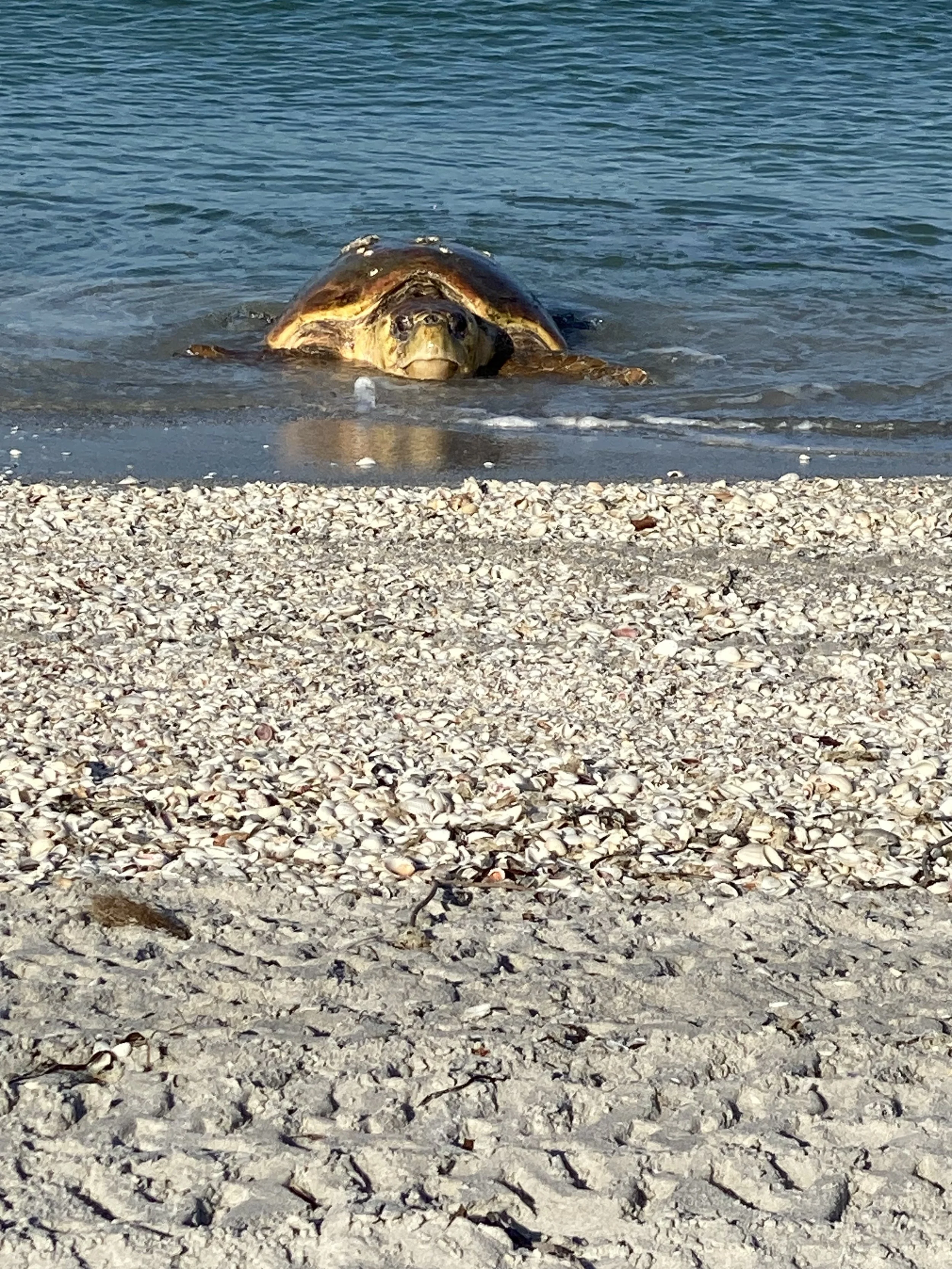 turtle 1.JPG