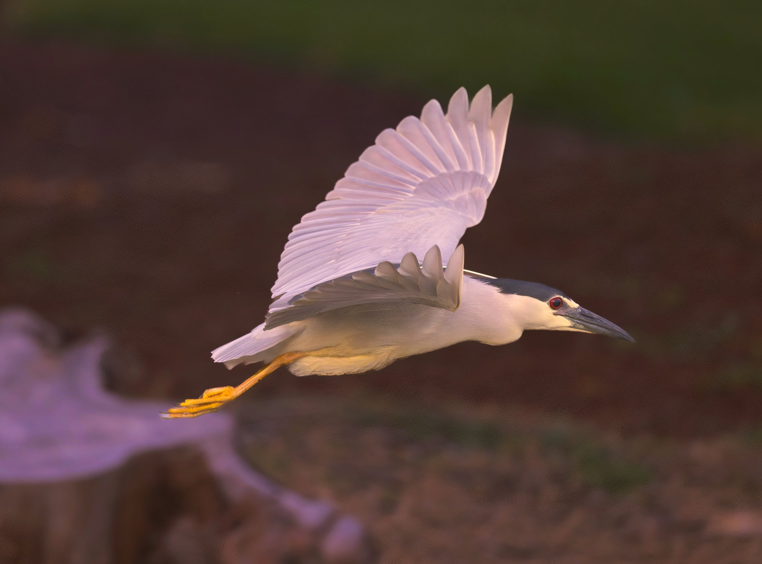 Night heron.jpg