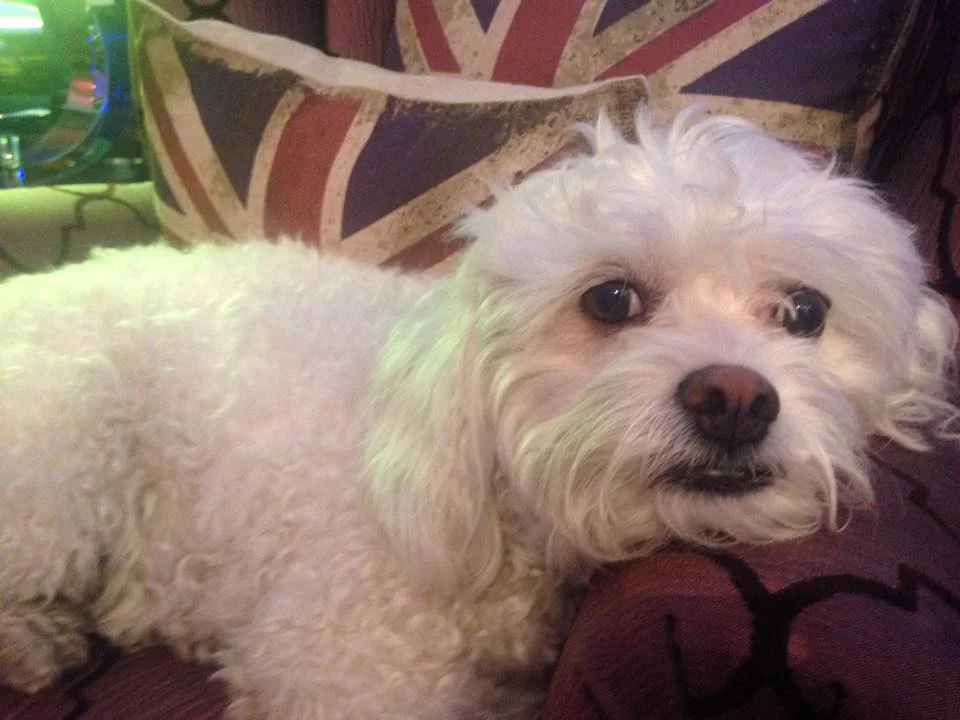 This is a dog