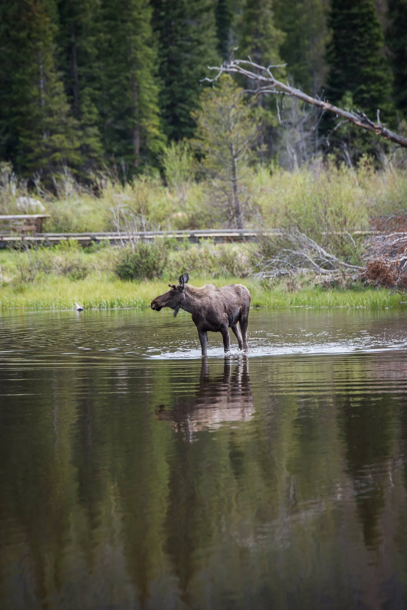 rmnp wedding moose.jpg