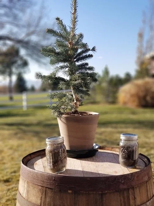 tree planting with soil from their family homes