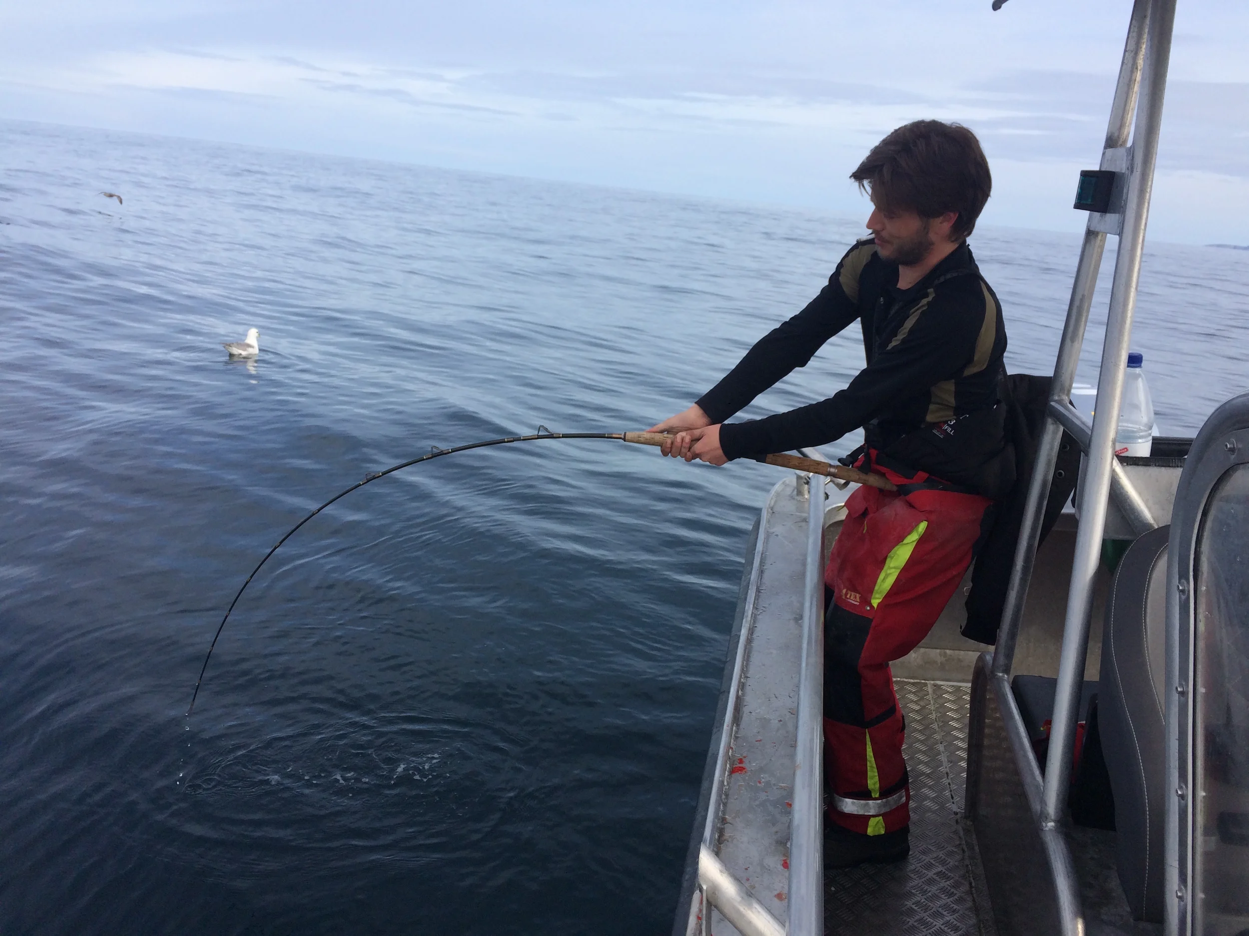 Stortorsk og gode flyndere