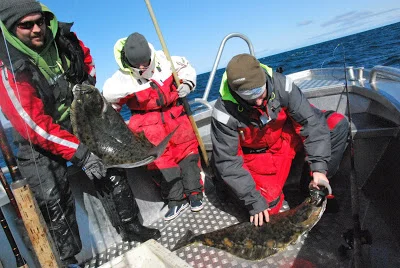 Glad båd, flynder til alle mand