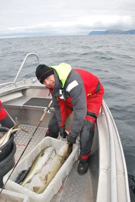 Mængder af mellemtorsk...