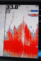 Flynder nab og stor torsk.