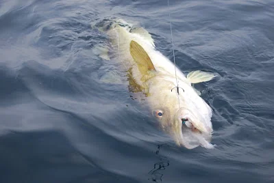 Målere og flynder..