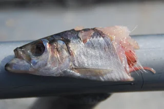 Flynder og Rødspættefiske..