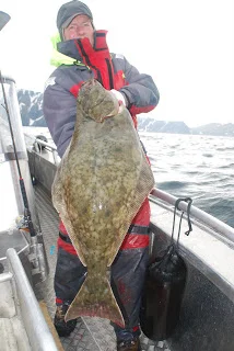 Helleflynder v nordkap.