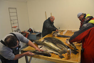 ...Og i dag hellflyndere!