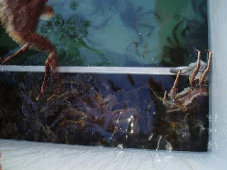 Lidt svært i dag.Flynder kom der da.