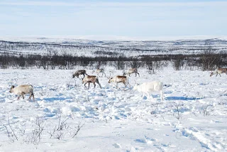 58 timers tur igennem skandinavien.
