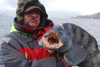 Mange torsk og flotte havkatte.