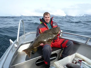 Helleflynder fiske..