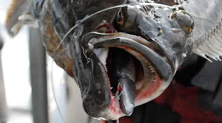 De nye gæster er kommet godt fra start!