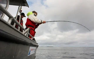 Store fisk og delfin sjov.