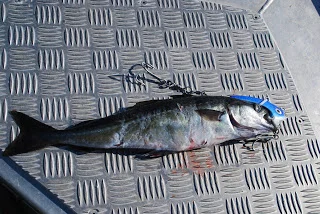 Lang dag på vandet.