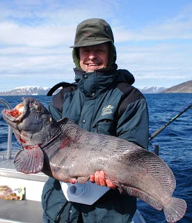 Havkat 7,25kg og flynder i begge både.