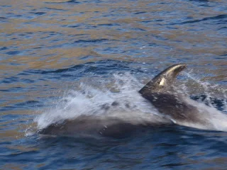 Flynderfiske i 25 graders varme og delfin show.