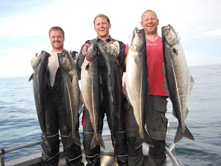 Top sej fiskeri i Havøysund.