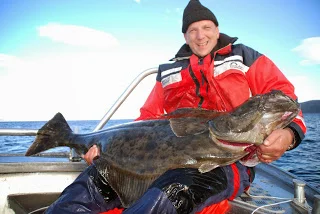 5 flyndere over 150cm på ugen..