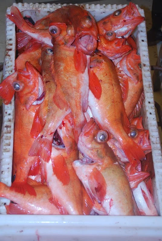Rødfisk2.jpg