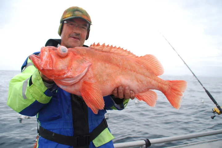 Rødfisk6.jpg
