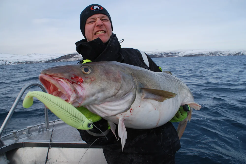 Christian-Hedegaard-med-22kg-han-fisk-fanget-på-cutbait-25cm-i-glow-i-breiviksfjorden..jpg