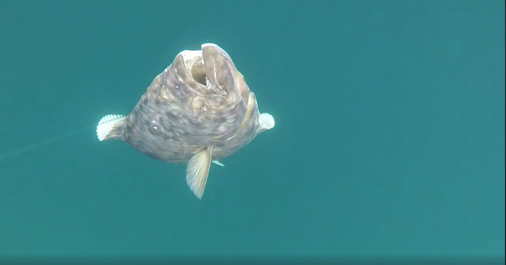 Skærmbillede 2018-06-29 kl. 11.53.15.png