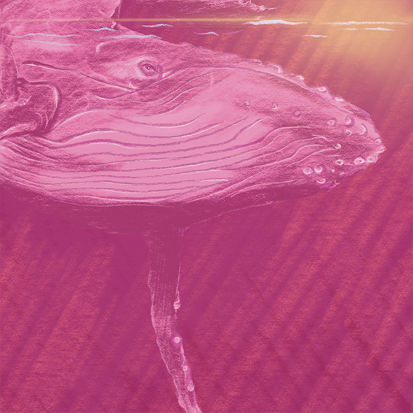 whales 50 x 50 Arnold.png