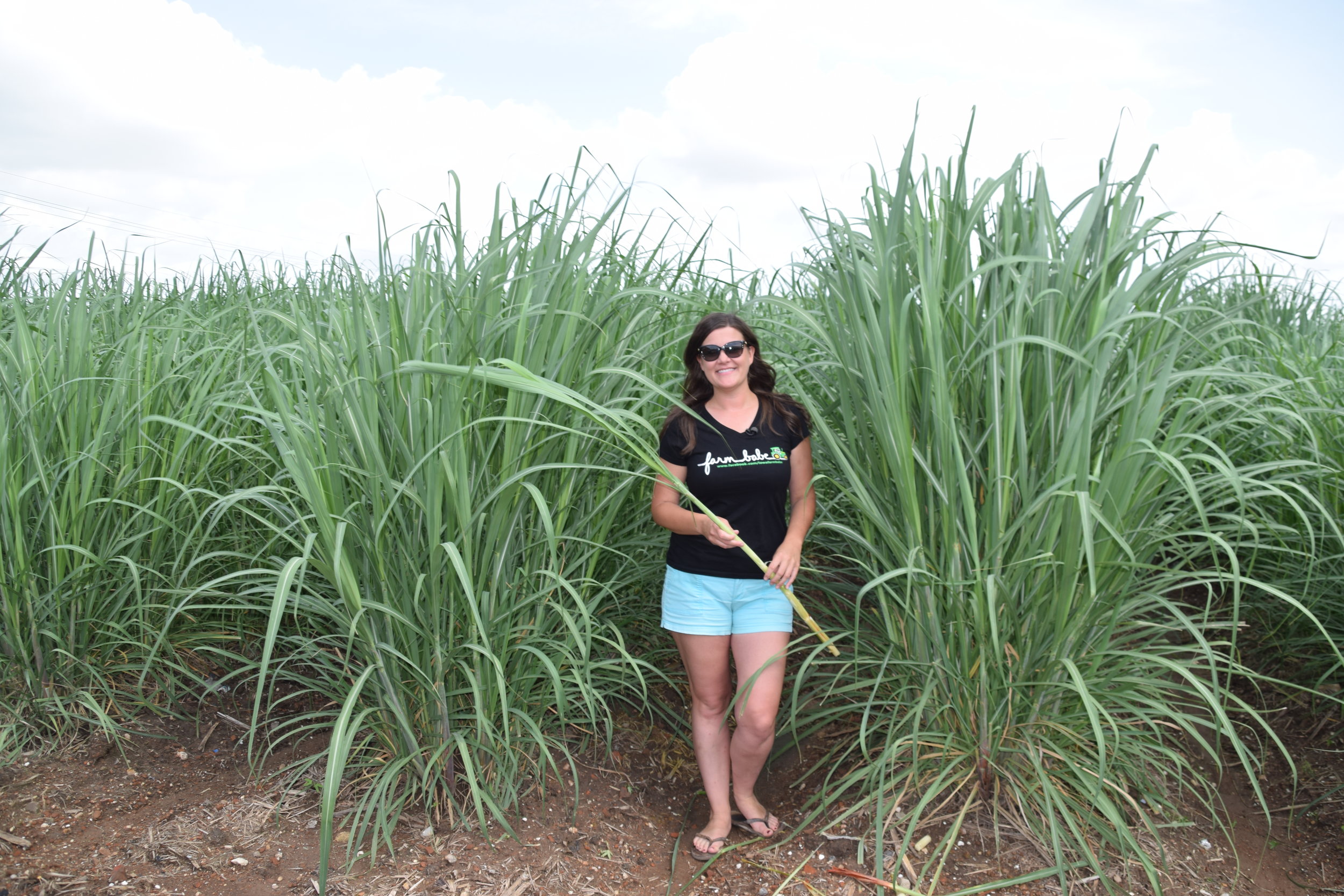 Michelle Miller, the Farm Babe, visited a sugarcane farm in Reserve, Louisiana, while in New Orleans for the 96th annual Louisiana Farm Bureau Convention. Miller advocates for farmers, fair food labeling and busts agricultural myths as the Farm Babe.