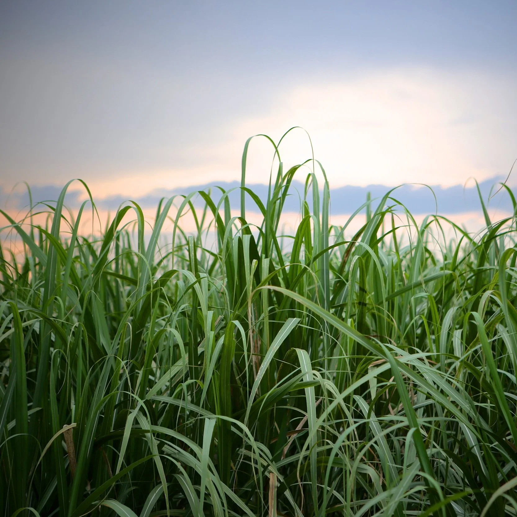 Sugarcane Outlook ‘Sweet’ for Louisiana Farmers