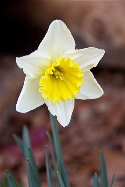 first-daffodil.jpg